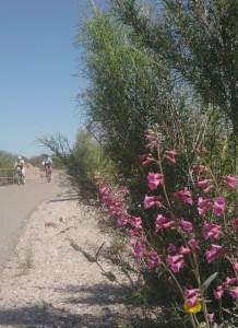 Tucson Rillito River path